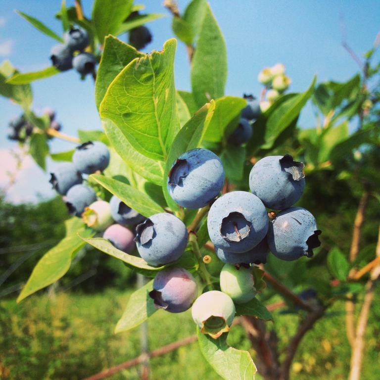 Agriturismo Fruttirossi Trofarello Kültér fotó